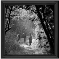 Deer & Stag Pictures