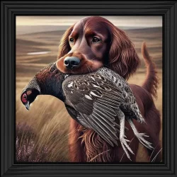 English Red Setter Hunting Dog Picture