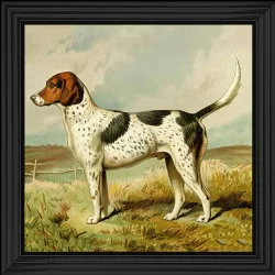 English Foxhound Picture