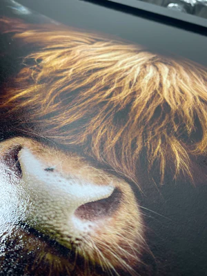 Highland Cow Head shot Picture - Image 2