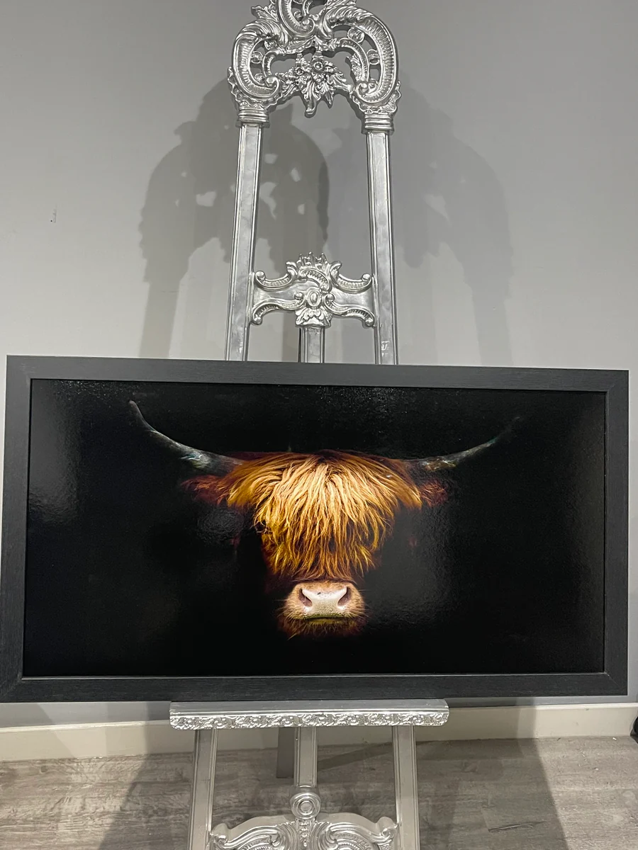 Highland Cow Head shot Picture