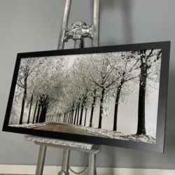 Winter Trees Picture